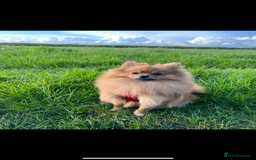 Pomeranian dogs for sale: Girl 2.5 years old  - Image 2