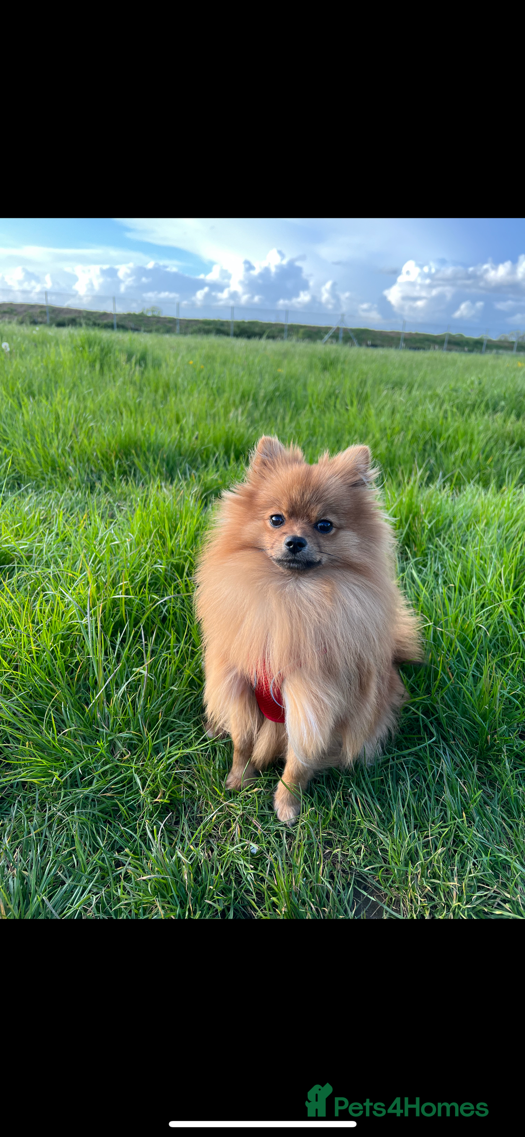 Pomeranian dogs for sale: Girl 2.5 years old  - Image 2
