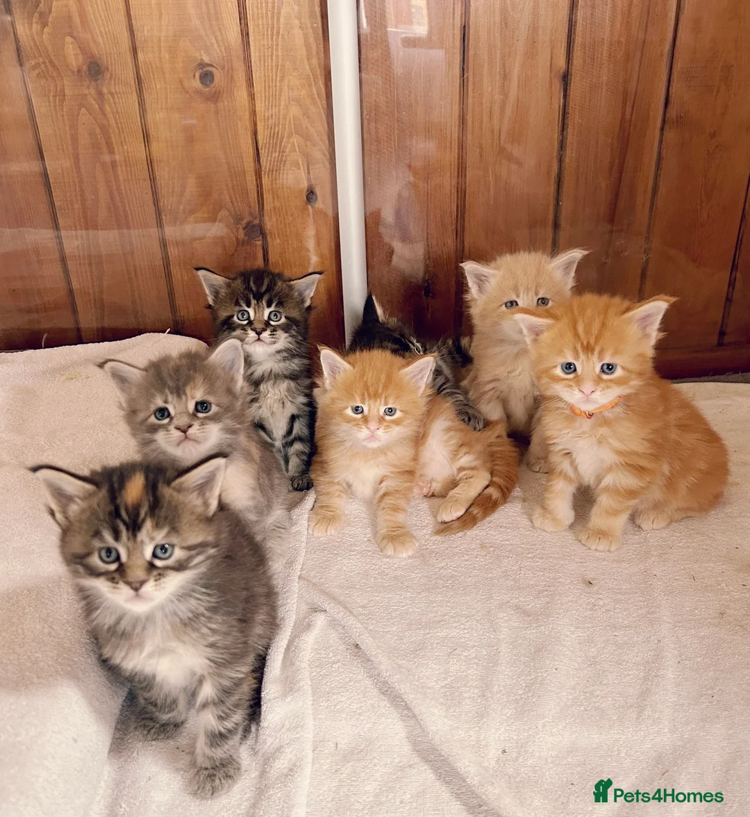 Maine Coon cats for sale: First kittens of GCCF Maine coon Champ for sale  - Advert 11