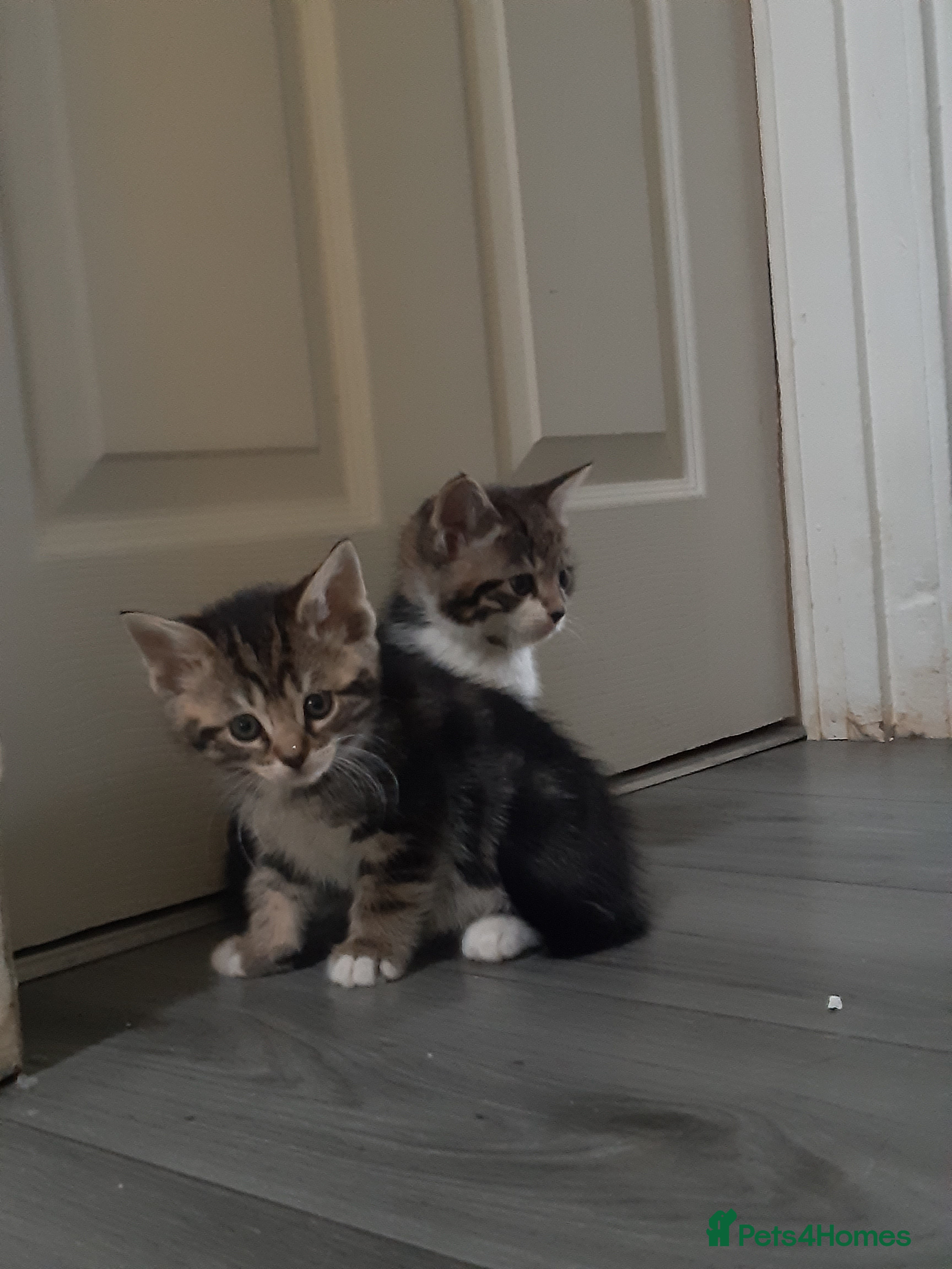 Mixed Breed cats Ready to go on the 28th - Advert 5