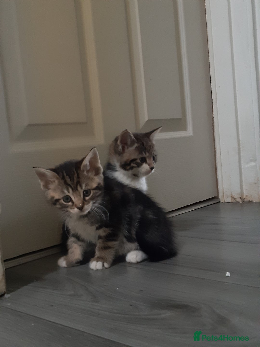 Mixed Breed cats for sale: Ready to go on the 28th - Advert 1