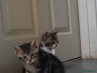 Mixed Breed cats Ready to go on the 28th - Advert 5