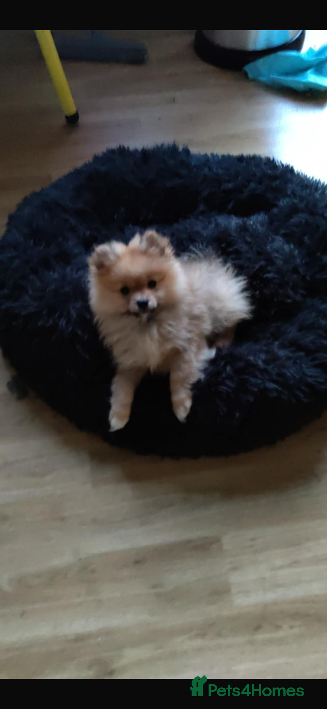 Pomeranian dogs for sale: This is bao he’s a lovely dog - Advert 2
