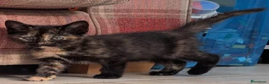 Mixed Breed 1