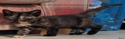 Mixed Breed cats for sale: Calico kittens  - Advert 4