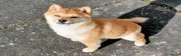 Japanese Shiba Inu dogs for sale: KC Registered Shiba Inu puppies in Forfar now ❣️ - Advert 22