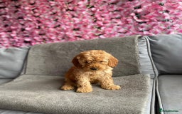 Cavapoo dogs for sale: BEAUTIFUL RED COCKERPOOS PUPPIES ready now!  - Image 5