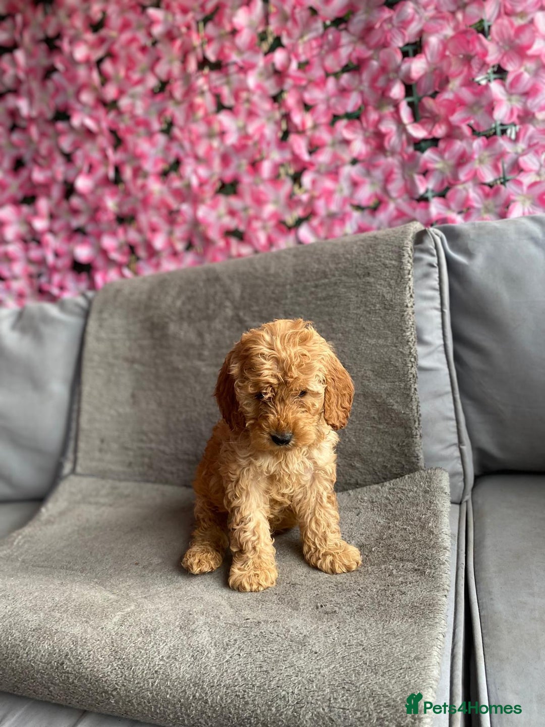Cavapoo dogs for sale: BEAUTIFUL RED COCKERPOOS PUPPIES ready now!  - Image 5