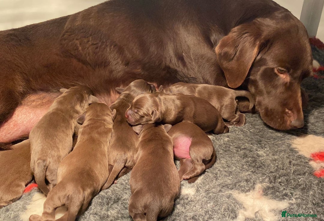 Labrador Retriever dogs for sale: Chocolate Labrador puppies - Advert 11