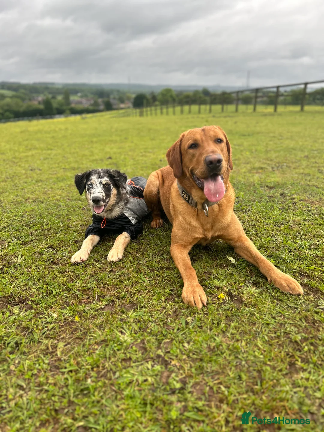 Labrador Retriever dogs for stud: Pedigree Health tested Fox Red Labrador for stud  in Wolverhampton - Advert 14