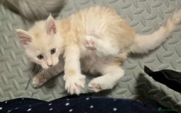 Maine Coon cats for sale: GCCF Pedigree Rare Red Shaded Silver Maine Coons - Advert 14