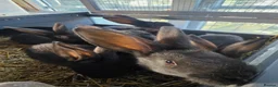 Continental Giant rabbits for sale: Black Continental Giant rabbits  - Advert 2