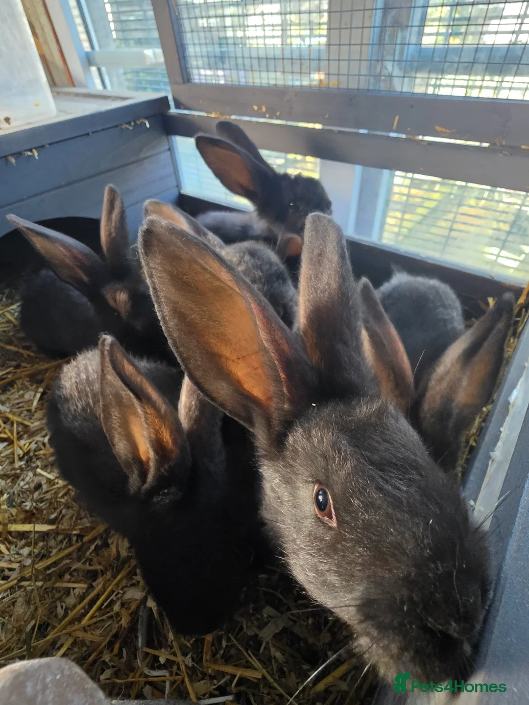 Continental Giant rabbits for sale: Black Continental Giant rabbits  - Advert 2