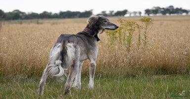 Saluki dogs - Advert 9