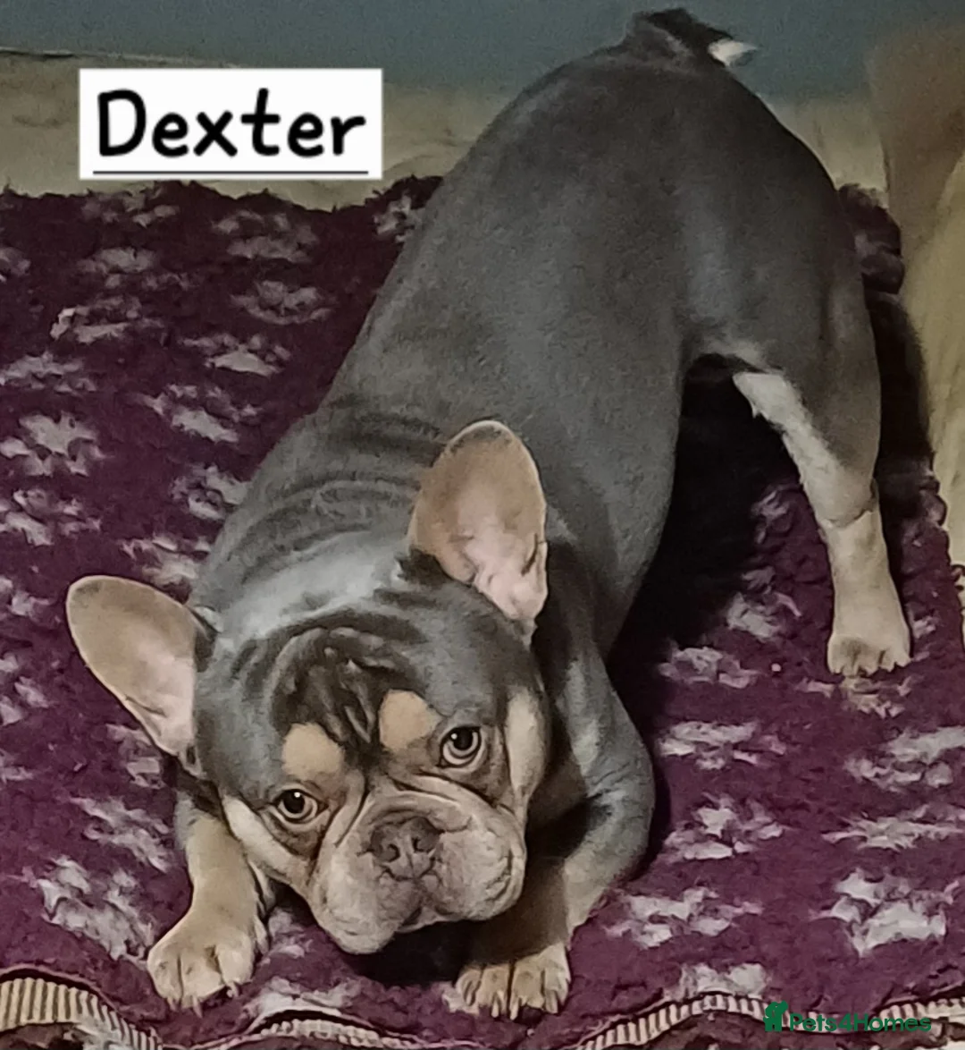 Mixed Breed dogs for sale: Rescue Dogs searching for their forever homes - Advert 11