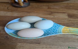 Hens poultry for sale: Bantam Arucana and silkie - Image 9