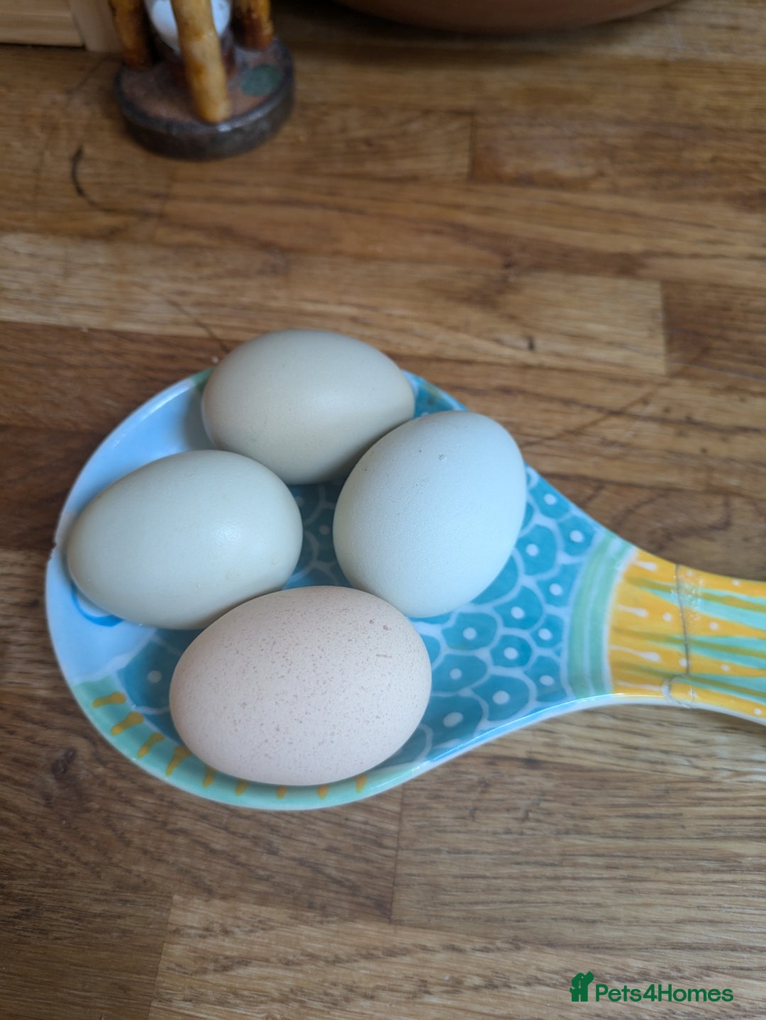 Hens poultry for sale: Bantam Arucana and silkie - Image 9