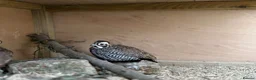 Quail poultry for sale: Montezuma quail mearns quail pre order  in Rotherham - Advert 3