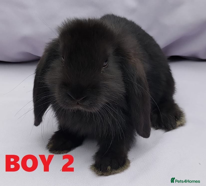 Mini Lop rabbits Cute French x Mini Lop Ready to Go. Must Read Pls! - Advert 2