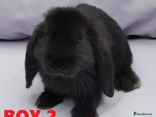 Mini Lop rabbits Cute French x Mini Lop Ready to Go. Must Read Pls! - Advert 2