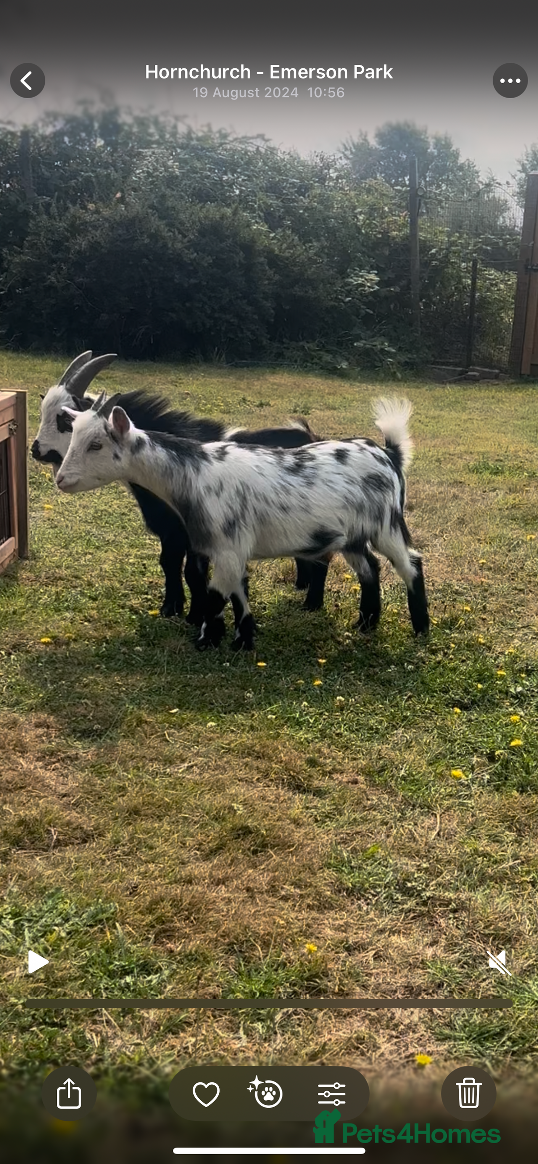 Goats livestock for sale: Male and female Pygmy goat with baby female  - Image 1