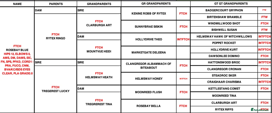 English Springer Spaniel dogs for stud: CHAMPIONSHIP WINNER 2025,ROSEBAY BLUE,HEALTHTESTED in Bristol - Advert 18