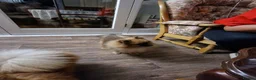 Pomeranian dogs for sale: Beautiful male pomeranian  in Evesham - Advert 5