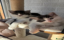 Ragdoll cats for sale: Ragdoll x tuxedo polydactyl kittens  - Image 2