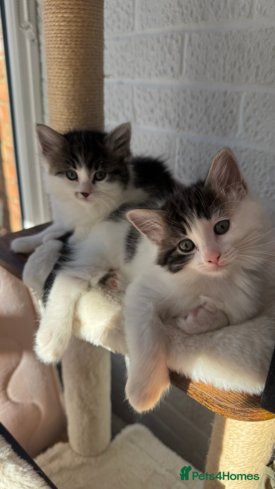 Ragdoll cats for sale: Ragdoll x tuxedo polydactyl kittens  - Image 2