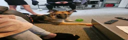 German Shepherd dogs for sale: Skye. - Advert 5