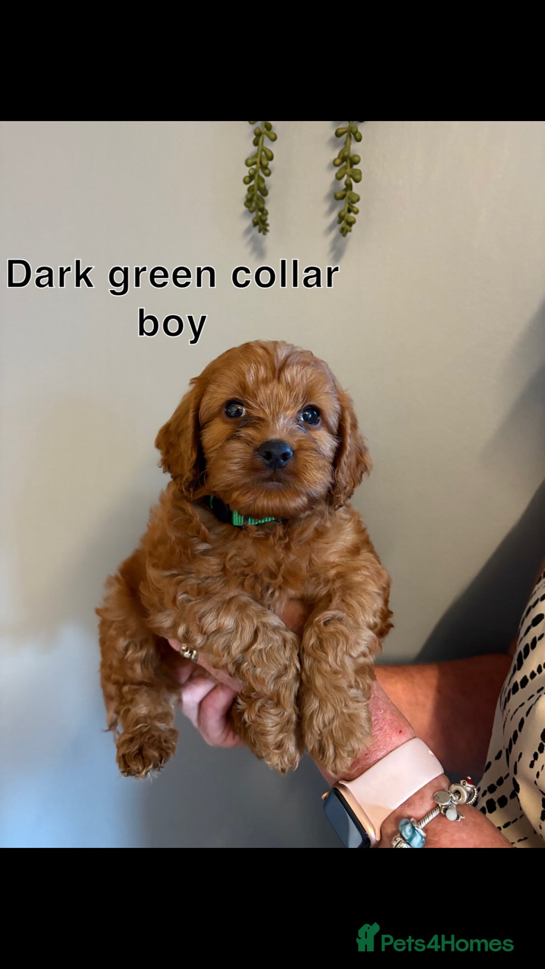 Cockapoo dogs for sale: Red F1 toy cockapoo puppies - Image 3