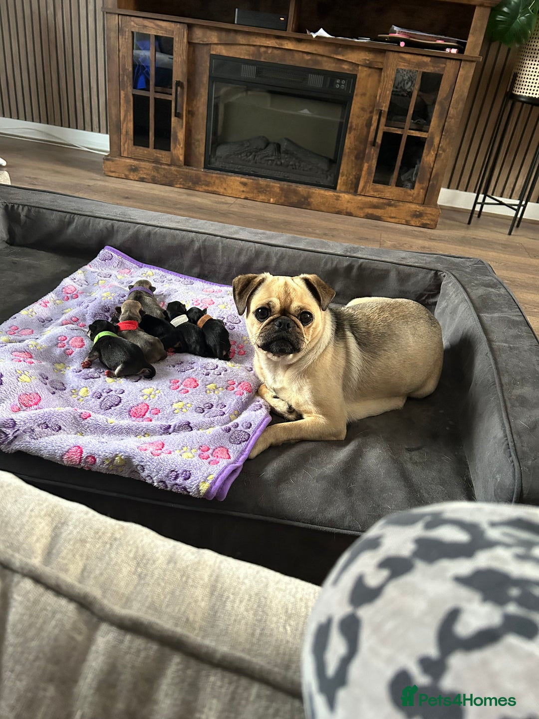 Frug dogs for sale: Gorgeous chunky pups - Image 11