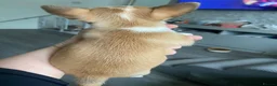Chihuahua dogs for sale: ❌❌❌ STUNNING CHIHUAHUA PUPs ❌❌❌ - Advert 9