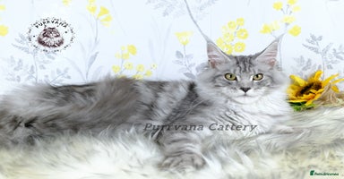 Maine Coon cats - Advert 10