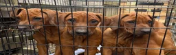 Rhodesian Ridgeback dogs for sale: KC RHODESIAN RIDGEBACK PUPPIE FOR SALE - Advert 3