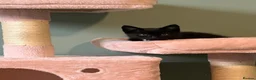 Mixed Breed cats for sale: Black kitten for sale  - Advert 16