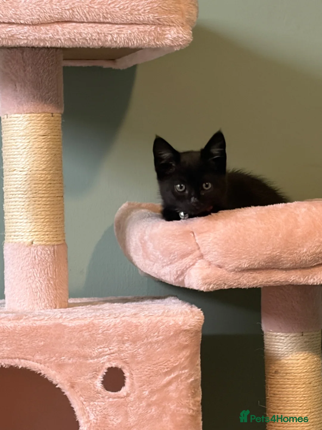 Mixed Breed cats for sale: Black kitten for sale  - Advert 16