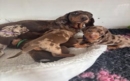 Miniature Dachshund dogs for sale: STUNNING MINIATURE DACHSHUND PUPPIES - Image 4