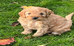 Cockapoo dogs for sale: F1b Toy Cockapoos 5⭐️ Licensed Breeder DNA Clear - Image 5