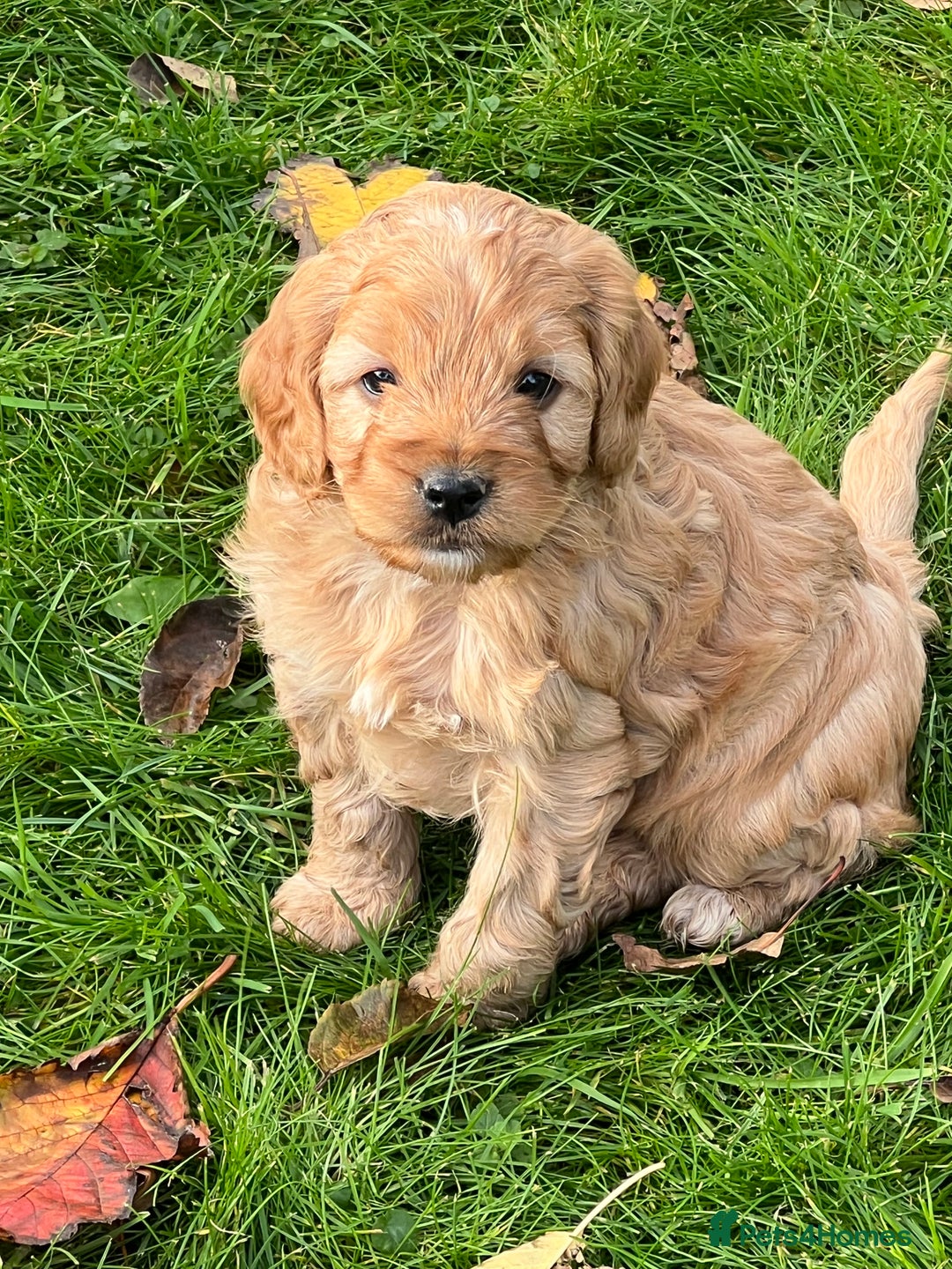 Cockapoo dogs for sale: F1b Toy Cockapoos 5⭐️ Licensed Breeder DNA Clear - Image 5