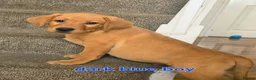 Labrador Retriever dogs for sale: READY NOW!!! KC registered Labrador Retriever  - Advert 29