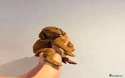 Hungarian Vizsla dogs for sale: KC regarding Hungarian Vizsla puppies - Image 25