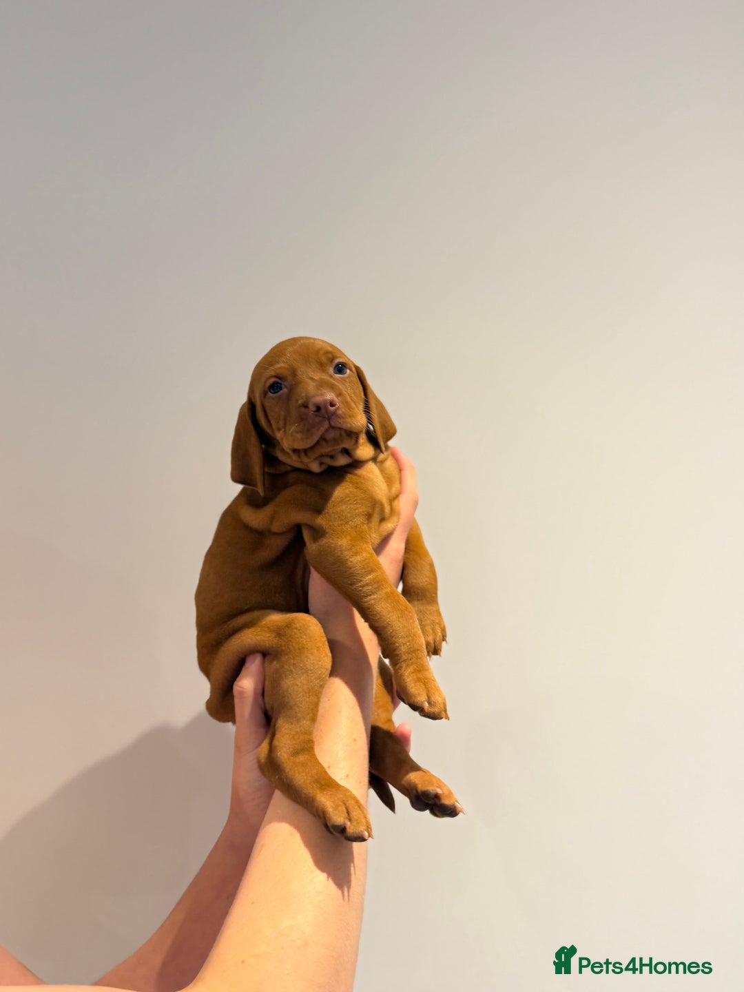 Hungarian Vizsla dogs for sale: KC regarding Hungarian Vizsla puppies - Image 25
