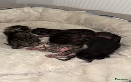 British Shorthair cats for sale: Black male kittens  - Image 4