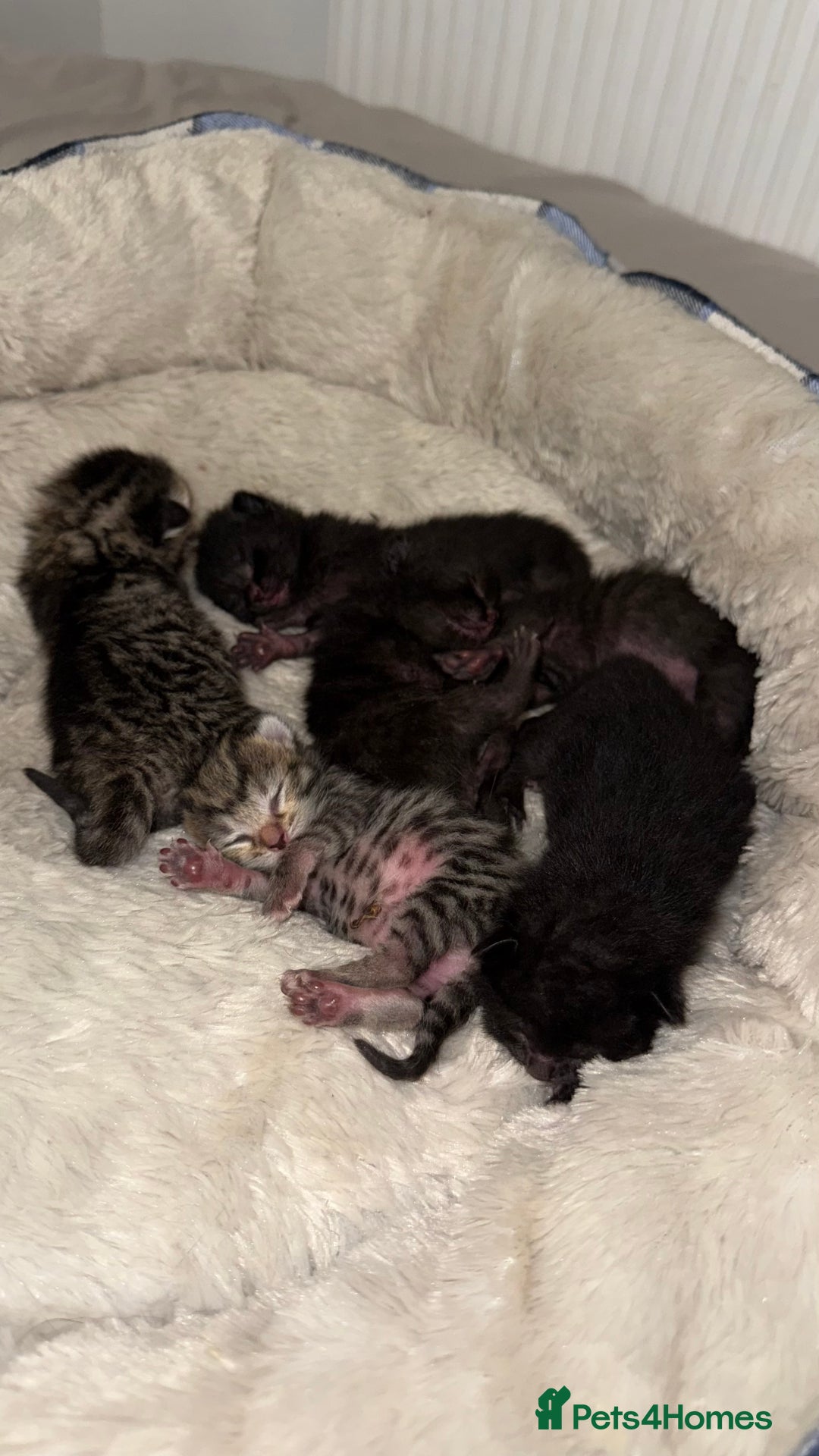 British Shorthair cats for sale: Black male kittens  - Image 4