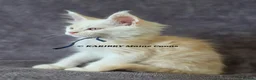 Maine Coon cats for sale: RARE Red Shaded, XL large TICA registerd  - Advert 14