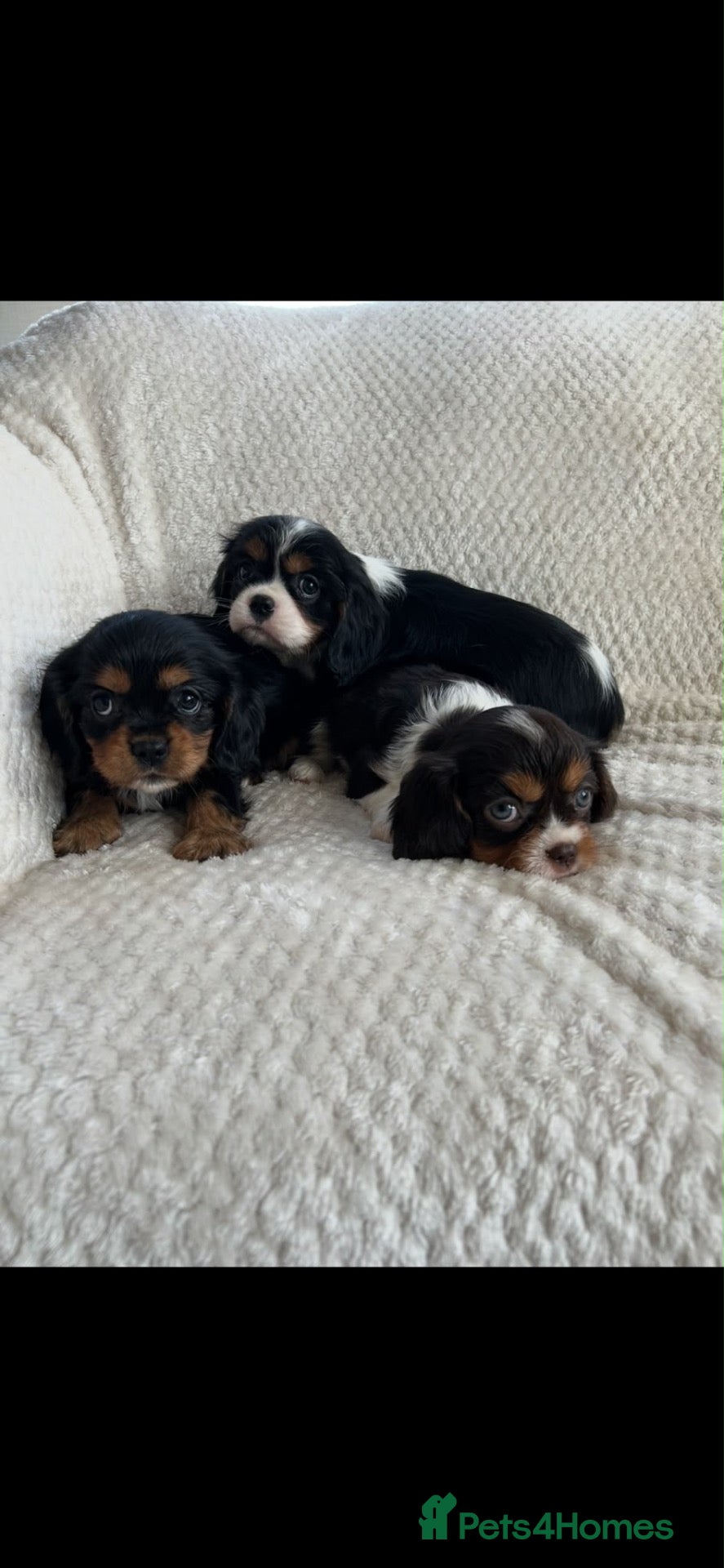 Cavalier King Charles Spaniel dogs Kc registered chocolate cavaliers 🥰 - Advert 12