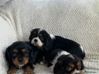 Cavalier King Charles Spaniel dogs Kc registered chocolate cavaliers 🥰 - Advert 12