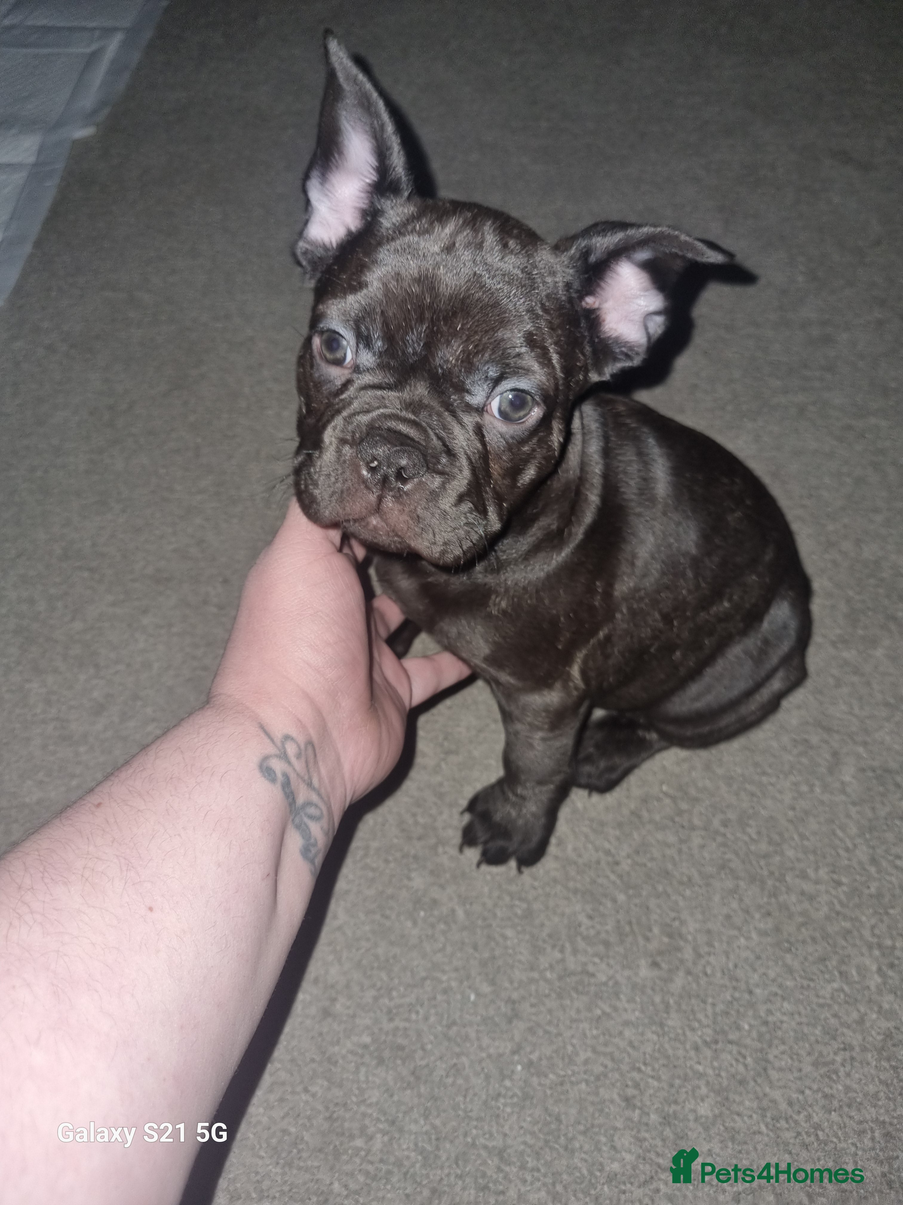 French Bulldog dogs French bulldogs for sale - Advert 11
