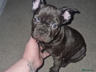French Bulldog dogs French bulldogs for sale - Advert 11